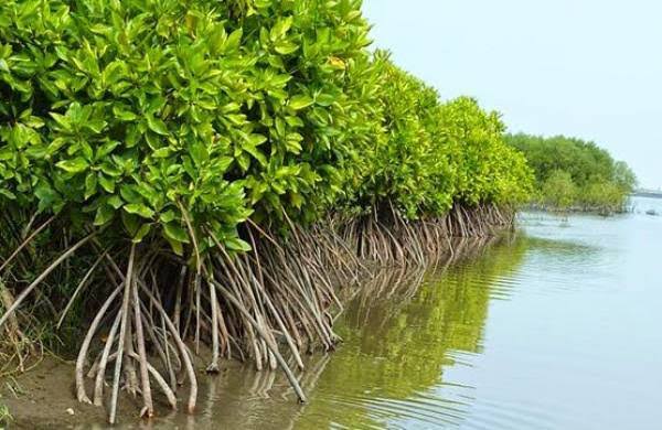 Cegah Abrasi, PWI Siak dan Warga Tanam Ribuan Mangrove di Pesisir Sungai Apit