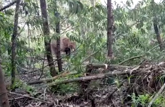 Berada 300 meter dari Rumah Warga, BKSDA Riau Giring Gajah di Pelalawan ke Habitat