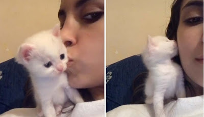 Gemes, Anak Kucing Lucu Ini Cium Balik Mahasiswi Cantik