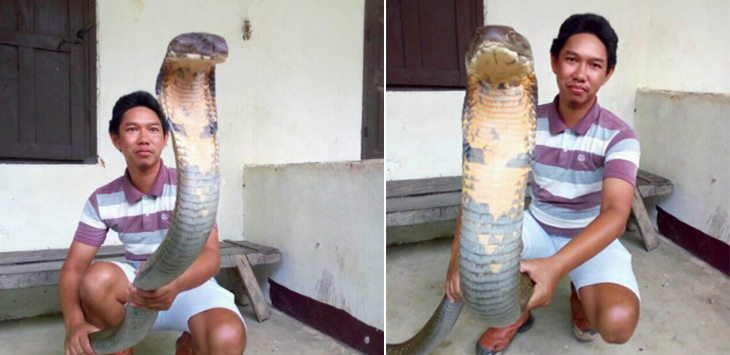 FOTO: Ular King Kobra Raksasa dari Kalimantan Hebohkan Warga