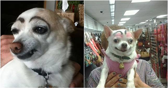 Pemiliknya Iseng! 12 Potret Anjing Dikasih Alis Ini Bikin Ketawa