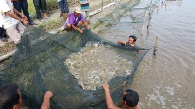Pengusaha Bangkinang Lirik Ikan Patin Kunyit Rohil