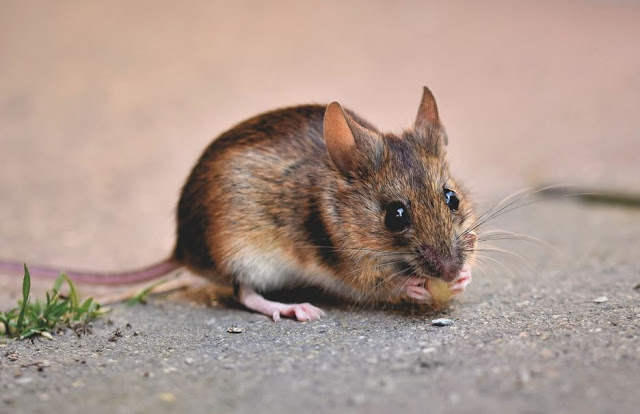 Ilmuwan Belgia Latih Tikus untuk Deteksi Virus Corona