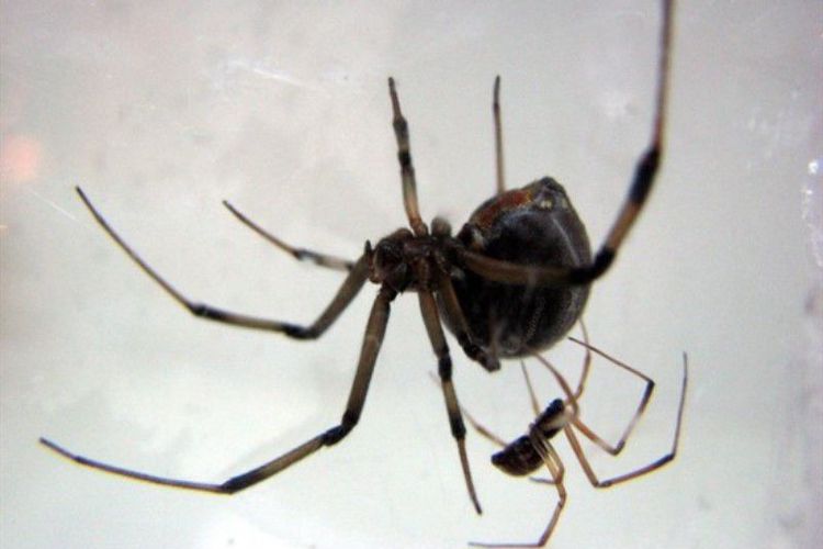 Laba-laba Janda Cokelat, Rela Tak Punya Anak dan Mati Setelah Kawin