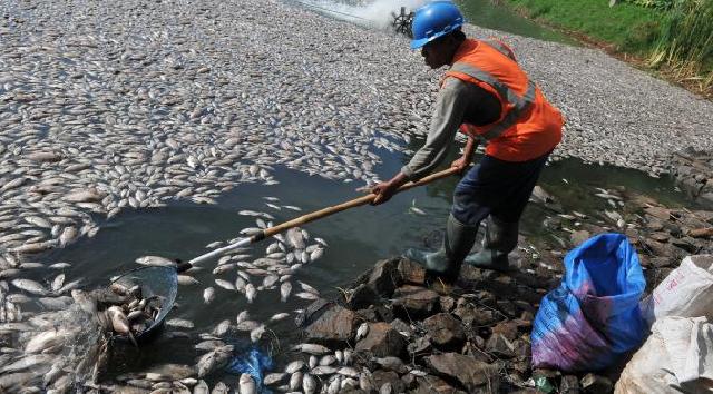 Diduga Karena Limbah Pabrik, Ribuan Ikan di Sungai Tiu Kuansing Mati