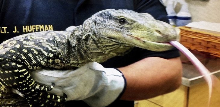 JAUHNYA... Diduga Tersesat, Seekor Kadal Raksasa Indonesia Ditemukan di California