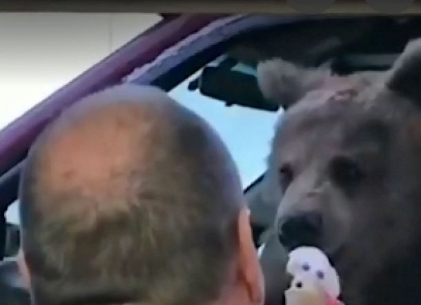 Ajak Beruang Keluar Beli Es Krim, Kebun Binatang Dapat Denda