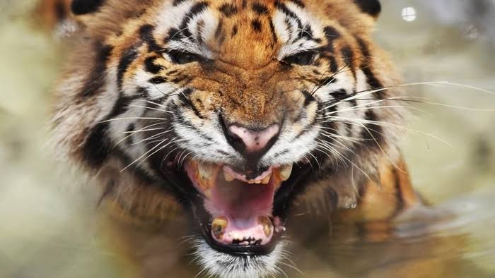 Penampakan Dua Ekor Anak Harimau di Tapung Heboh, Apa Kata BBKSDA