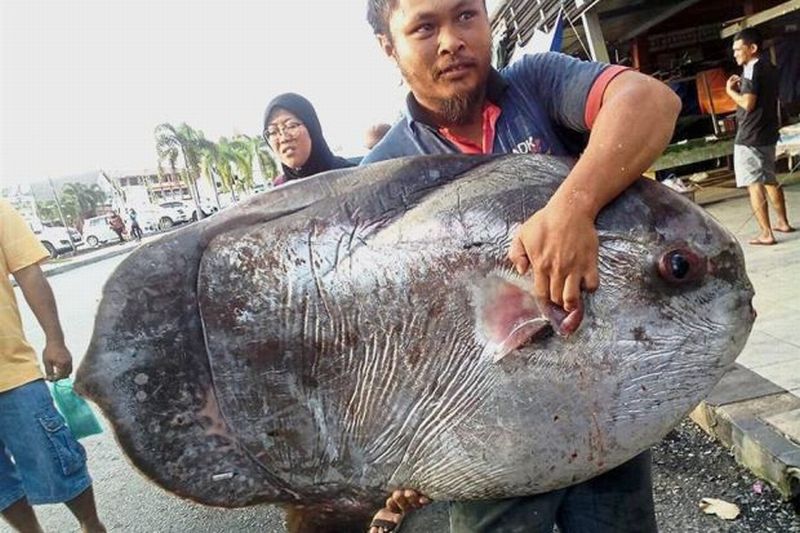 Nelayan Malaysia Berhasil Tangkap Ikan Langka