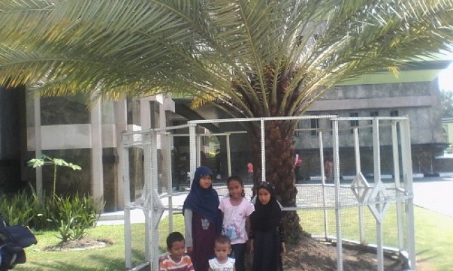 Berbuah, Pohon Kurma Masjid An-Nur Pekanbaru Jadi Lokasi Foto