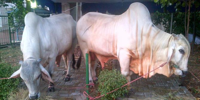 Masyarakat Inhil Dipinta Laporkan Jumlah Hewan Kurban