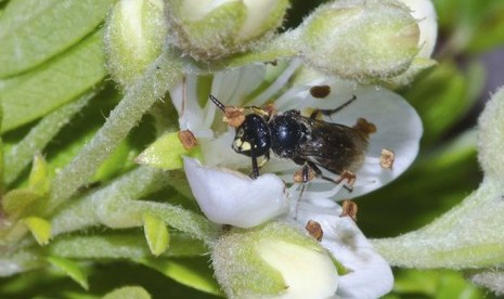 Keistimewaan Hewan Ternak dalam Alquran