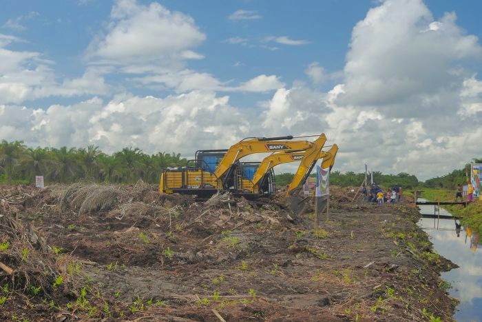 Progres Program Replanting Sawit di Riau Capai 6.100 Hektare