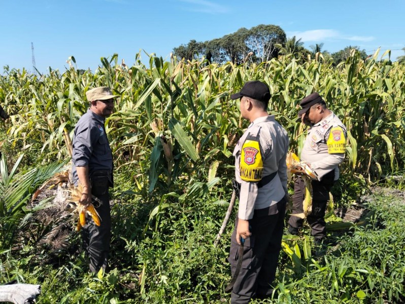 Polsek Tembilahan Hulu dan Kelompok Tani Kompak Gelar Panen Raya Jagung di Inhil