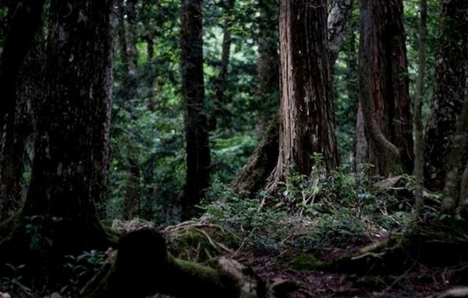 Hutan Paling Angker dengan Kisah Menyeramkan
