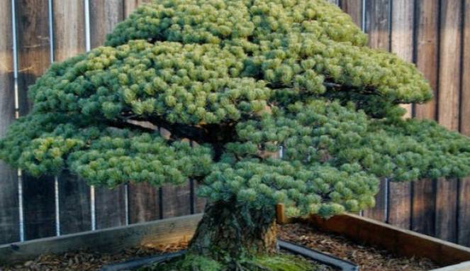 Indah, Bonsai Ini Selamat dari Tragedi Bom Atom Hiroshima