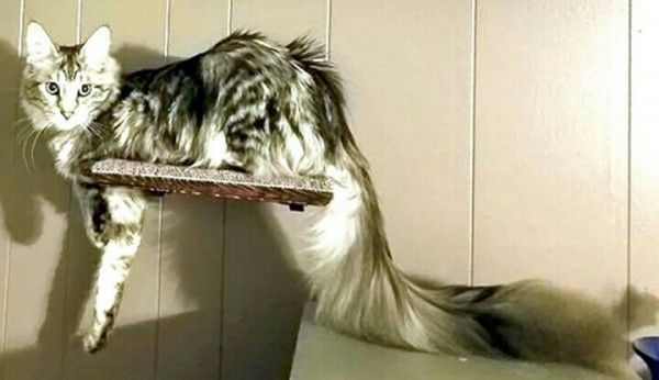Ini Kucing dengan Ekor Terpajang di Dunia