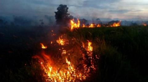 Kebakaran Lahan Sawit Timbulkan Bau Asap Yang Menyengat