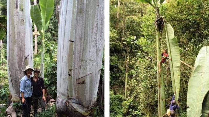 Pohon Pisang Terbesar di Dunia yang ada di Papua Barat