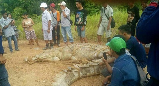 Warga Tangkap Buaya Raksasa Sepanjang 5 Meter dan Berat 1 Ton Muncul di Tepi Sungai