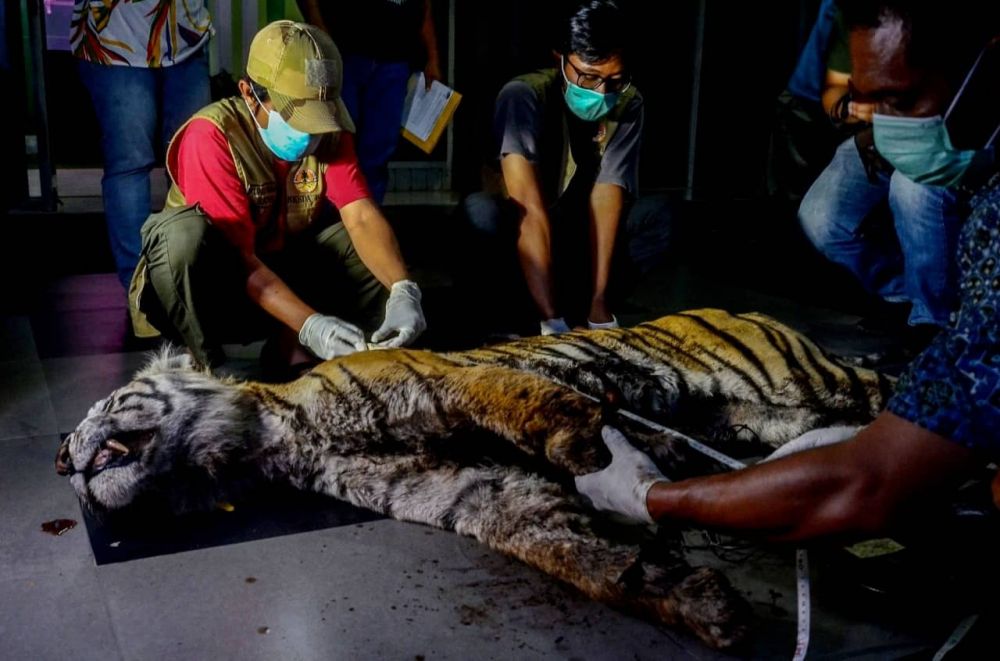 Hasil Nekropsi Harimau Mati di Bengkalis Riau karena Luka dan Depresi