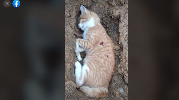 Kucing Ini Mati Ditembak Tetangga karena Sering Tidur di Halaman Rumah