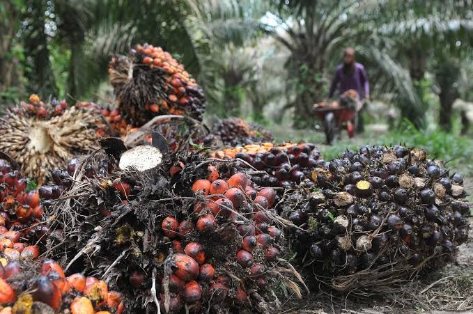 Harga TBS Kelapa Sawit Pekan Ini Naik Rp40,06 per Kg