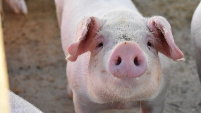 Tes Uji Tabrak Mobil Gunakan Babi, Peneliti China Dikecam