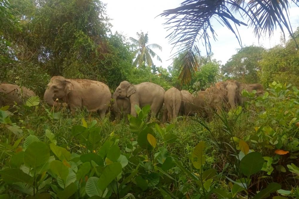 Petugas BBKSDA Riau Giring 14 Ekor Gajah Liar di Pemukiman Warga Pinggir Bengkalis