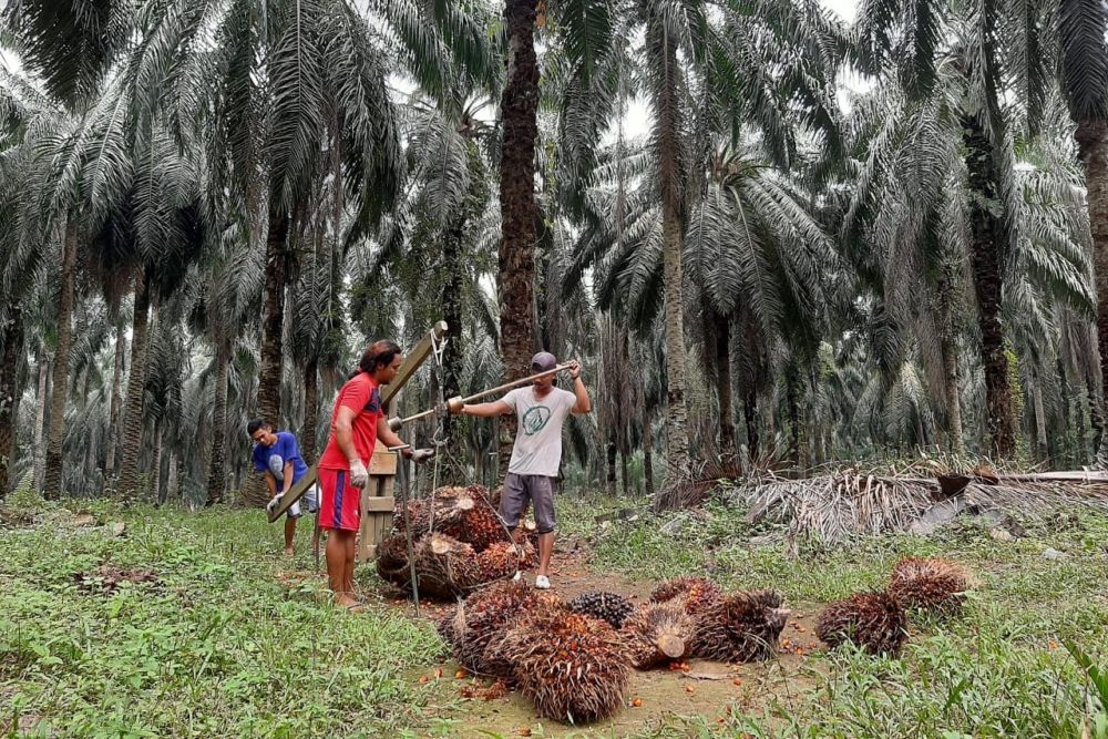 Turun Tipis, Harga Sawit Riau Rontok Jadi Rp 2.787 per Kg