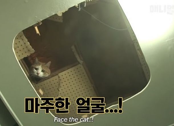 Kucing ini  Diselamatkan Setelah Dua Tahun Terjebak di Dinding Mal