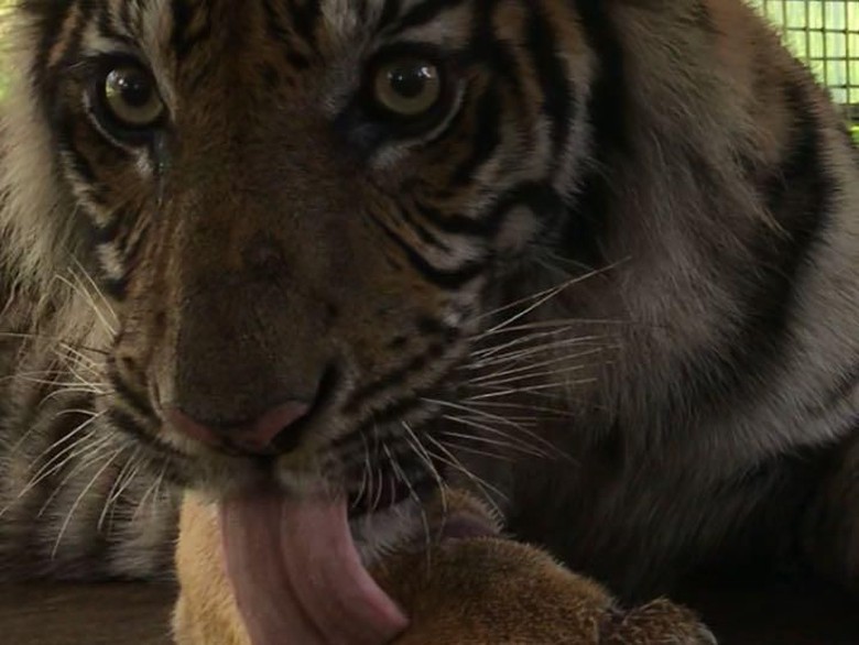 Suka Dimanja Manusia, Harimau Bonita Dianggap Kelainan di Otak
