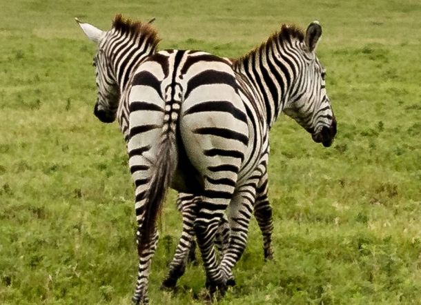 LUAR BIASA! Fotografer ini Berhasil Menangkap Foto Zebra Berkepala Dua