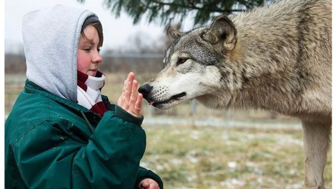 Perempuan Muda di AS Tewas Diterkam Singa