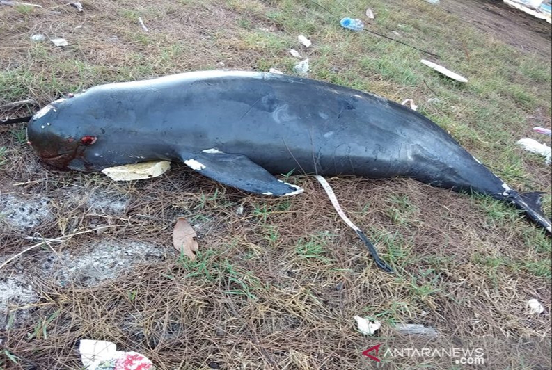 Lumba-lumba Tanpa Sirip Terdampar di Pulau Rupat, Hingga Mati