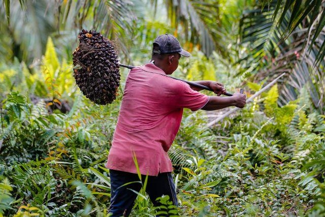 Harga TBS Sawit di Riau Turun 2,35 Persen