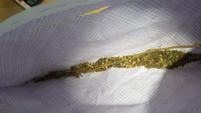 Perusahaan Ini Cari Orang Perokok Ganja, Gaji Rp 42 Juta