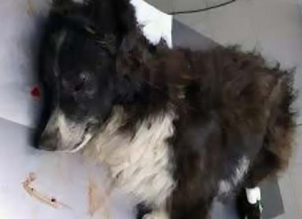 Anjing ini Terluka Parah Akibat Tembakan Karena Lindungi Pemiliknya dari Perampok