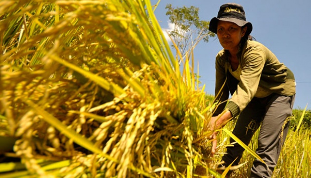 Devisit Pangan Riau Mencapai 1.425.720 Ton