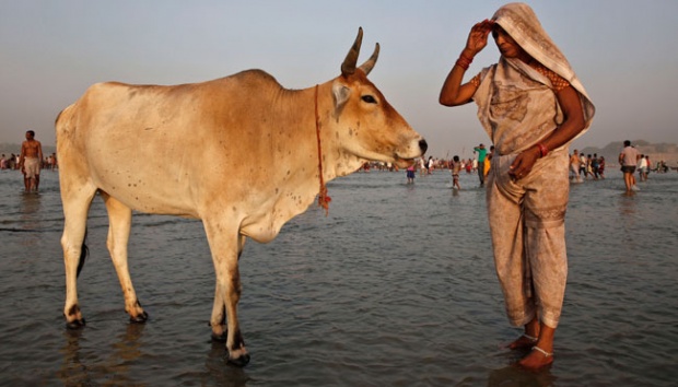 Tangkal Corona, Organisasi Hindu India Ini Pakai Urine dan Kotoran Sapi