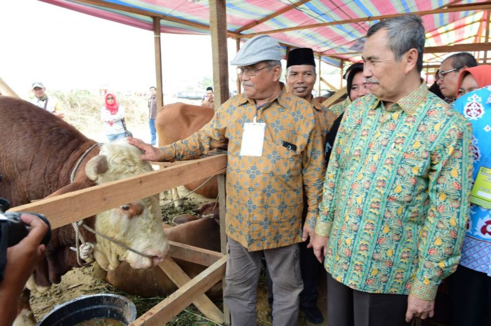Gubri Ingin Kurangi Sapi Potong Daerah Lain