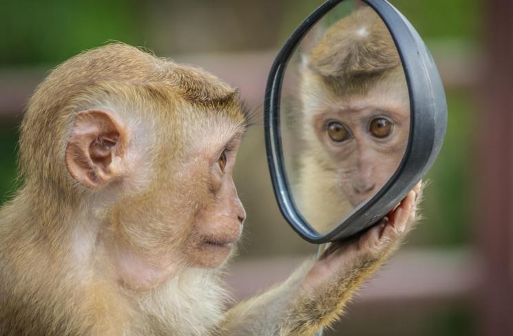 Monyet Ini Bingung Mau Makan Alpukat di Kaos Kaki, Gemas Tapi Kasihan ...