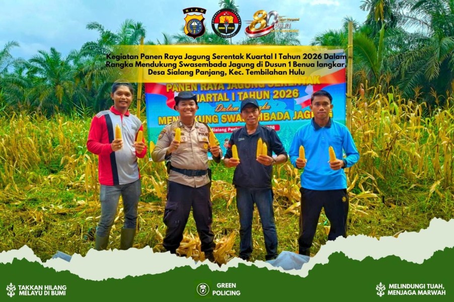 Panen Raya Jagung 1 Hektare Digelar di Sialang Panjang, Hasil Capai 400 Kilogram