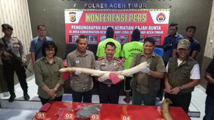 Polisi Tangkap Dua Pelaku Pembunuhan Gajah Jinak Bunta
