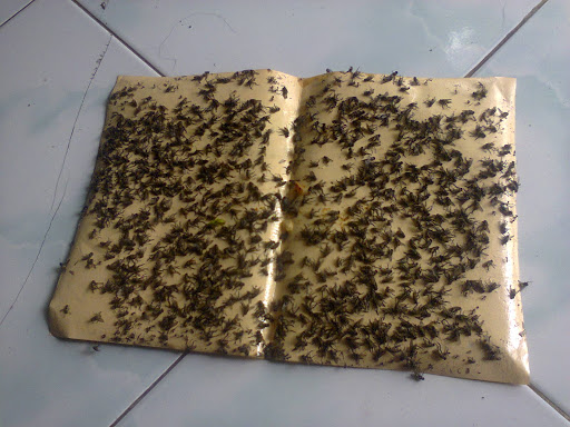 Kecamatan Kemuning Inhil Diserang Ribuan Lalat, ini Penyebabnya...