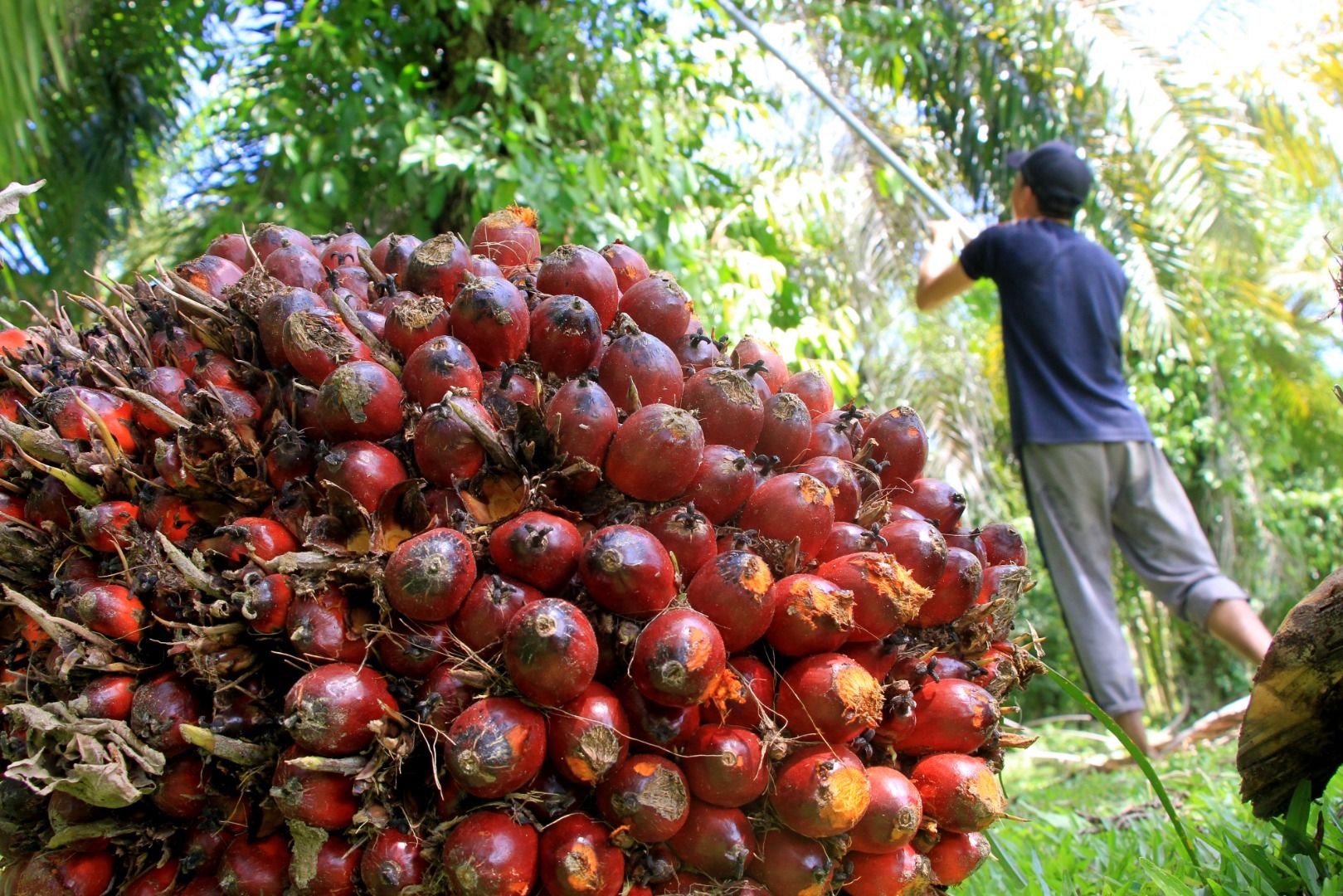 Petani Sawit Wajib Baca, Ini Daftar Harga TBS di Riau Pekan Ini