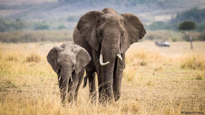 Penemuan Gajah yang Bisa Matematika Kayak Manusia