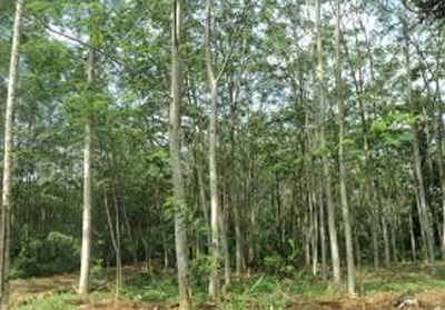 18 Ribu Hektar Lahan Konsesi di Pulau Rangsang akan Diambil Alih Masyarakat