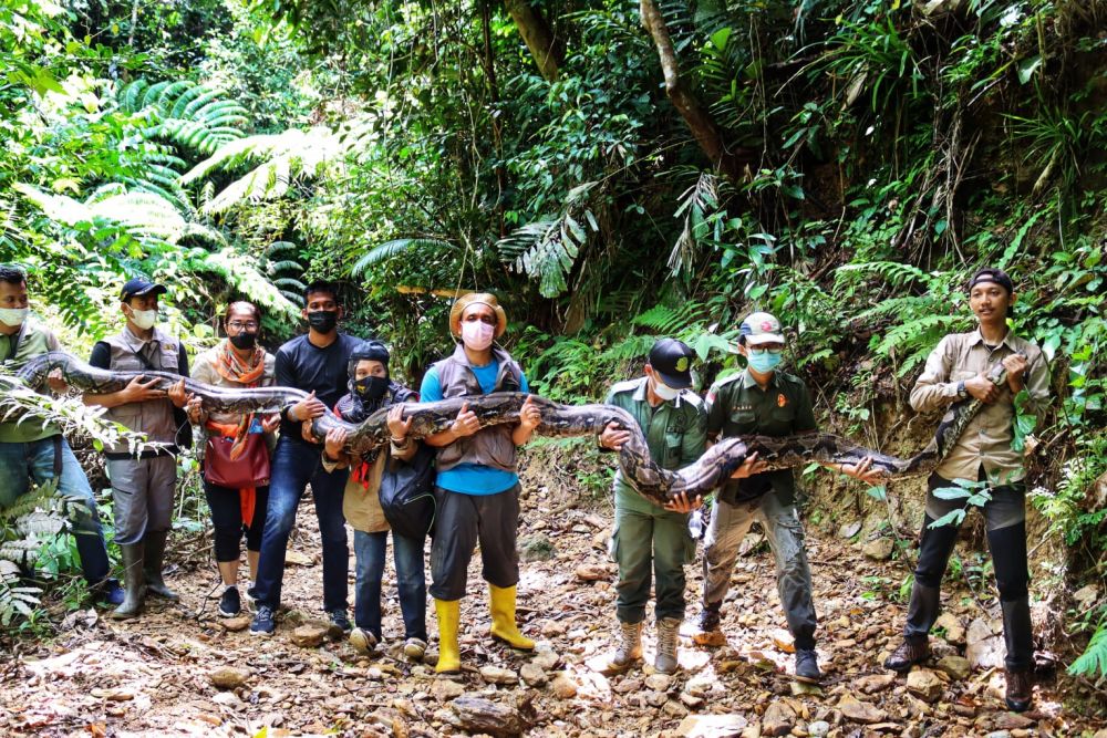 Detik-detik BBKSDA Riau Lepasliar Ular Python 9 Meter