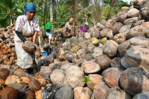 Harga Kelapa dan Kopra Cenderung Stagnan, Berikut Harga Lengkapnya